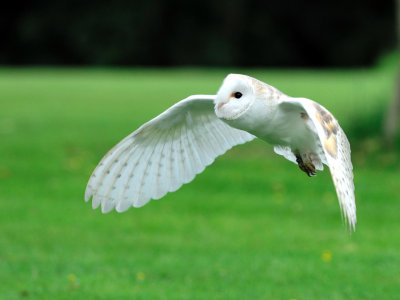 Barn Owl