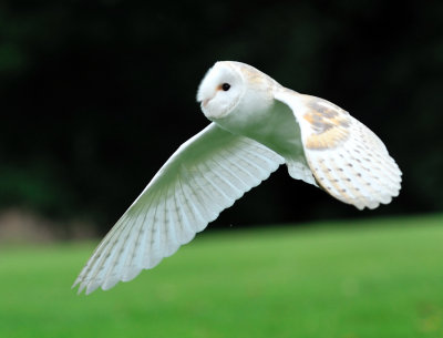 Barn Owl