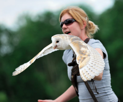 Barn Owl