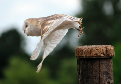 Barn Owl take-off