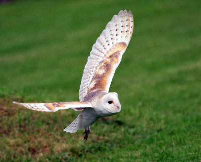 Barn Owl