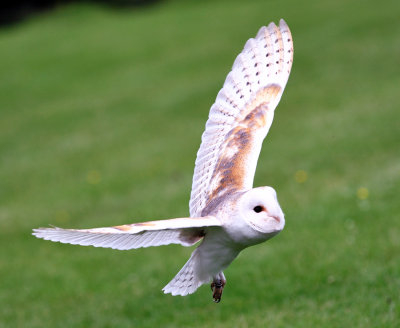 Barn Owl