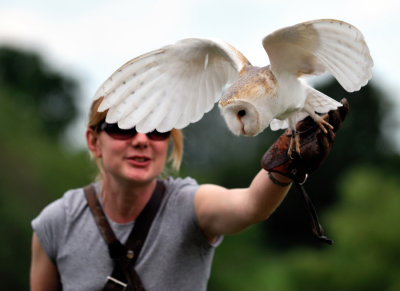 Barn Owl