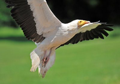 Egyptian Vulture