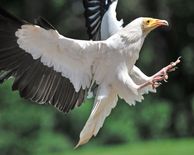 Egyptian Vulture