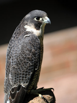 Peregrine Falcon