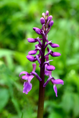 Early Purple Orchid