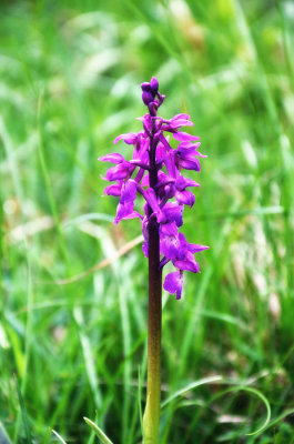 Early Purple Orchid