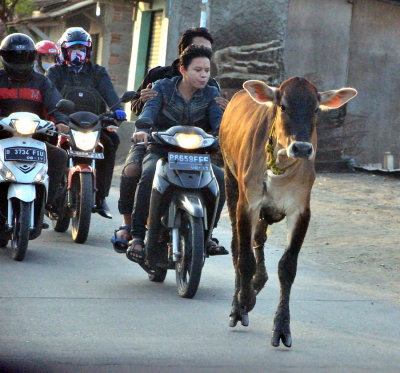Calf on the Loose