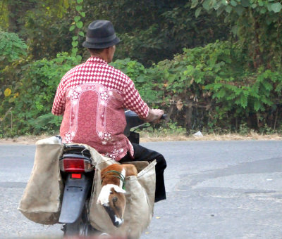 Goat in a Pannier