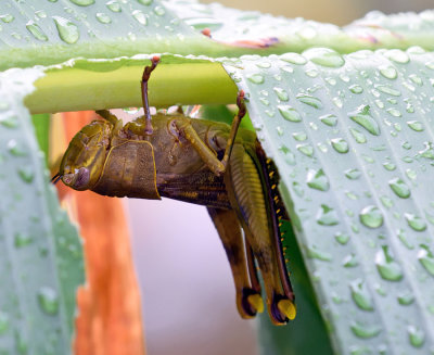 Using a babana leaf as an umbrella