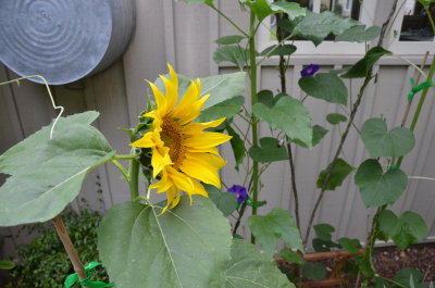 Sunflower Planted by Squirrel