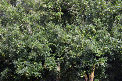 Old Apple Tree
