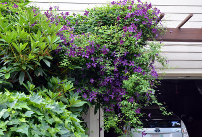 Polish Spirit Clematis
