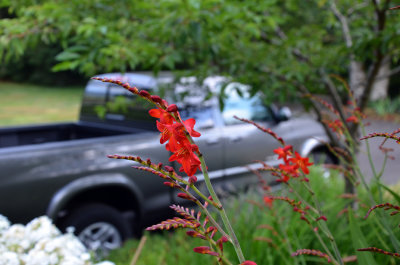 Crocosmia