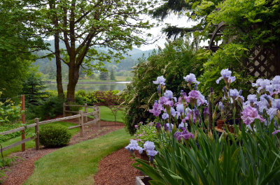 Irises Behind Shed (Jun 14)