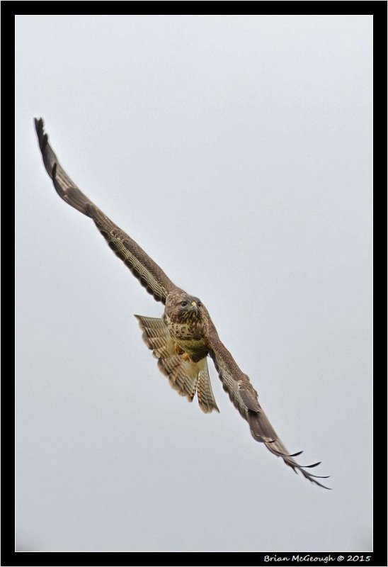 Buzzard