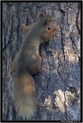 Red Squirrel