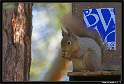 Red Squirrel