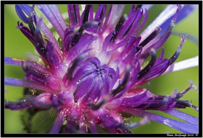 Corn Flower 2.jpg