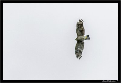 Sparrowhawk.jpg