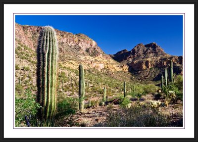 Organ Pipe National Monument