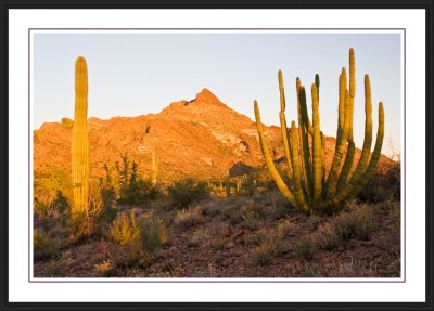 Organ Pipe National Monument