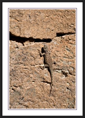 Lizard in Chiricahua