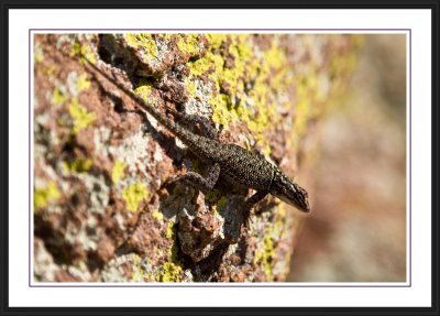 Lizard in Chiricahua
