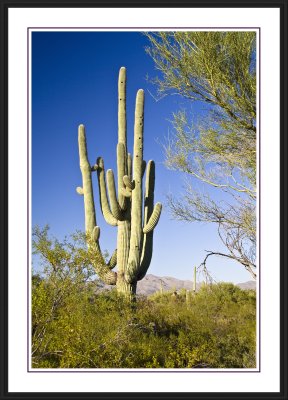 Saguaro