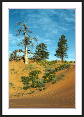 Coral Pink Sand Dunes