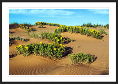 Coral Pink Sand Dunes