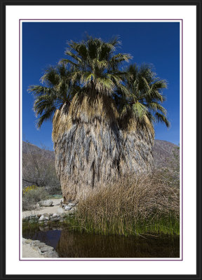 Anza Borrego