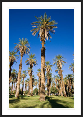 Death Valley - Palms at Furnace Creek