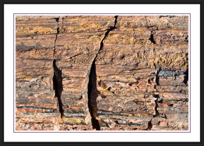 Petrified Forest National Park