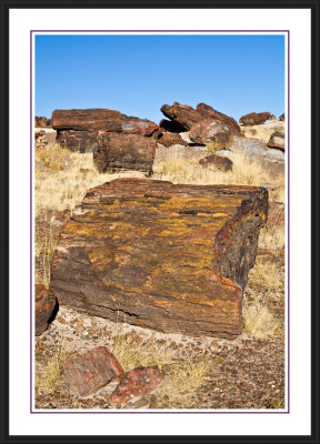 Petrified Forest National Park