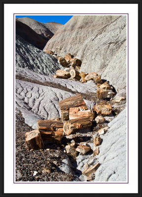 Petrified Forest National Park