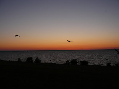 Lake Ontario Sunset with Seagulls