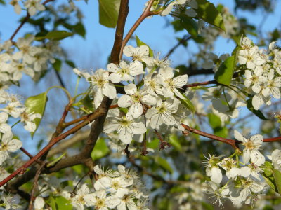 Spring Comes to Nashville