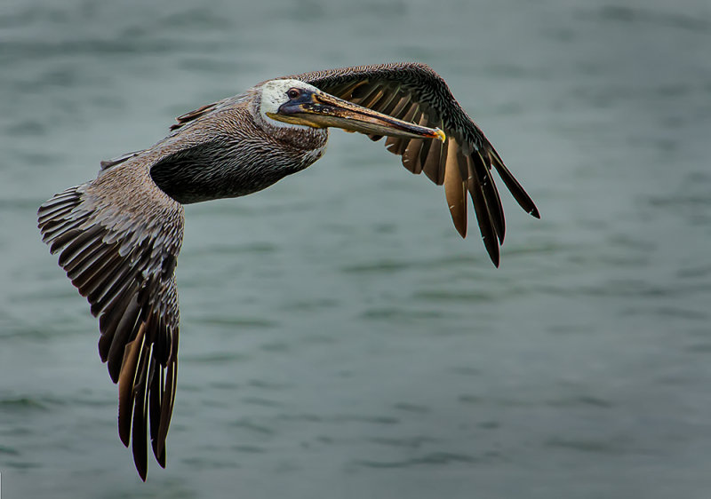Pelicans at Westport