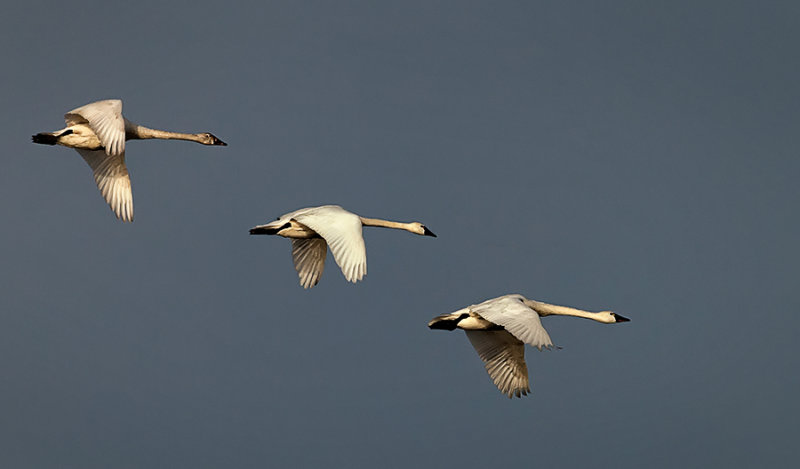 Trio