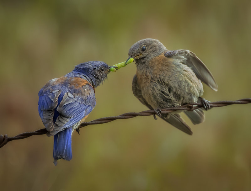 Bluebird tug of worm