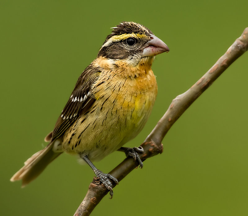 Female Black-headed Grosbeak