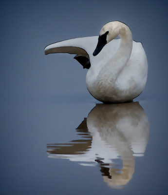 Swan Yoga