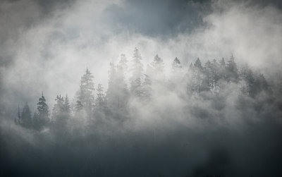 Trees in the mist