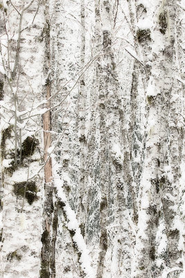 Snowy birches