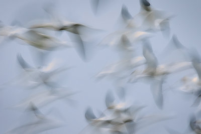 Snow Geese in pastels