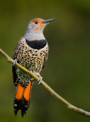 Northern Flicker Red Shafted