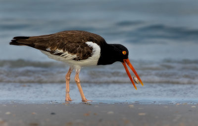 Oyster Catcher catching