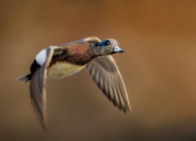 Widgeon fly by